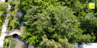 Giàn Gừa Cần Thơ | Tìm hiểu về cây 5 đời người hàng trăm năm tuổi