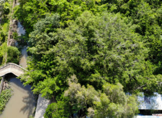 Giàn Gừa Cần Thơ | Tìm hiểu về cây 5 đời người hàng trăm năm tuổi