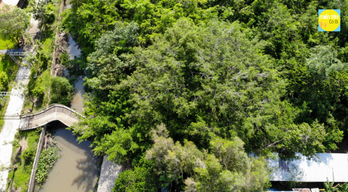 Giàn Gừa Cần Thơ | Tìm hiểu về cây 5 đời người hàng trăm năm tuổi