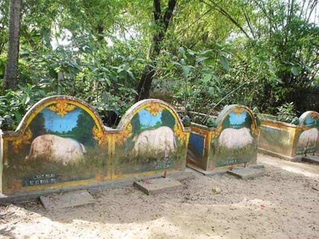 Những ngôi mộ heo 5 móng tại chùa Dơi