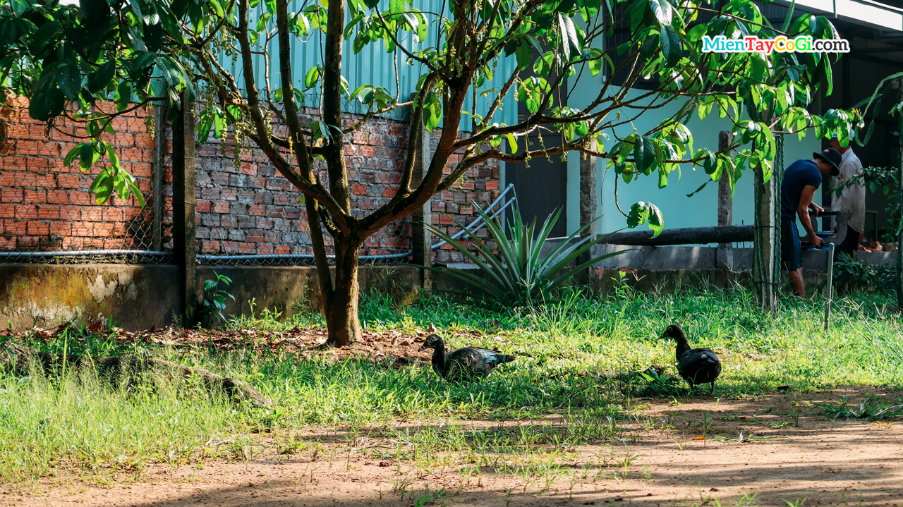 Inside the orchard rasing many poultry