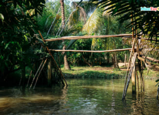 Vườn trái cây Ba Cống Cần Thơ | Có Gì | Cách Đi A-Z Cầu khỉ miền Tây ở nhà vườn Ba Cống