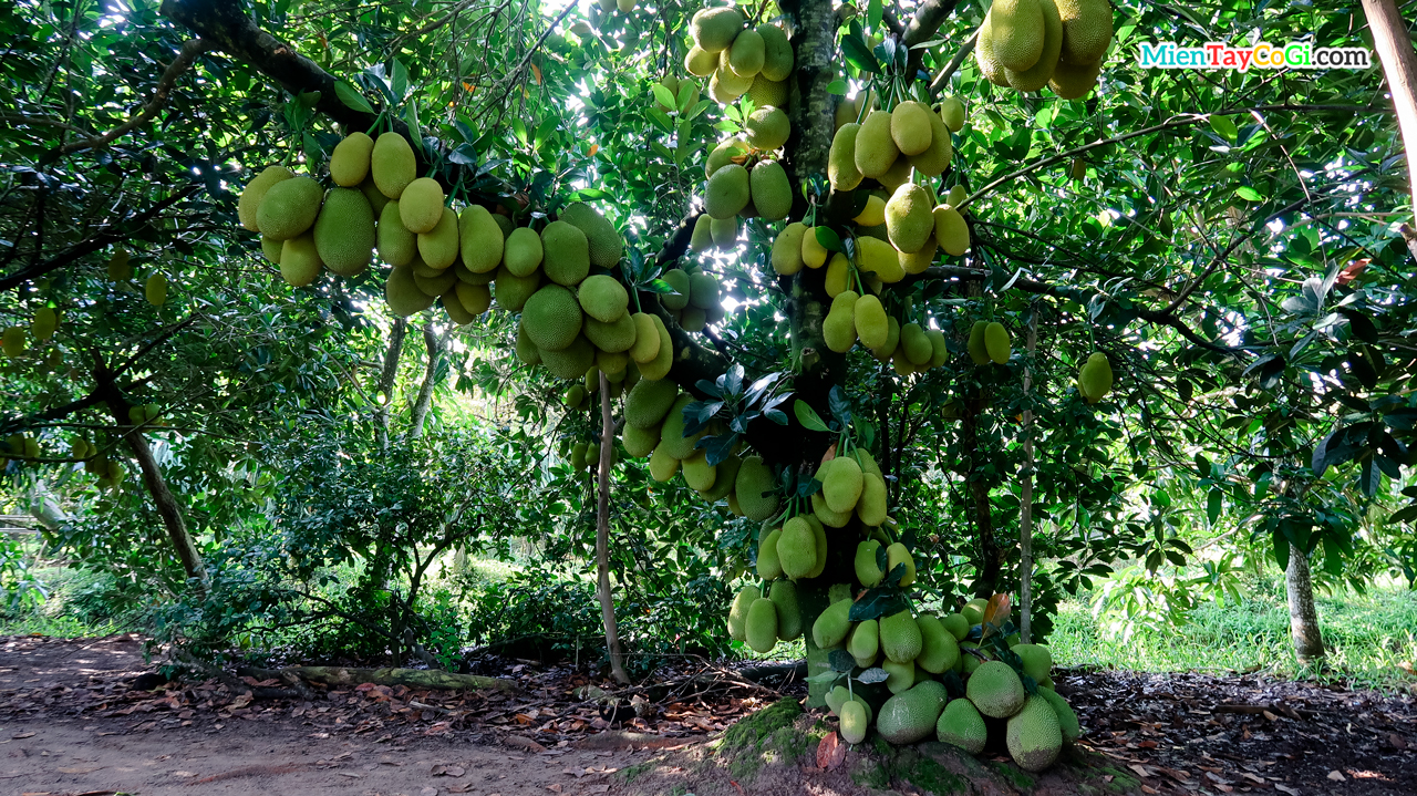 Malaysian jackfruit in Ba Cong orchard