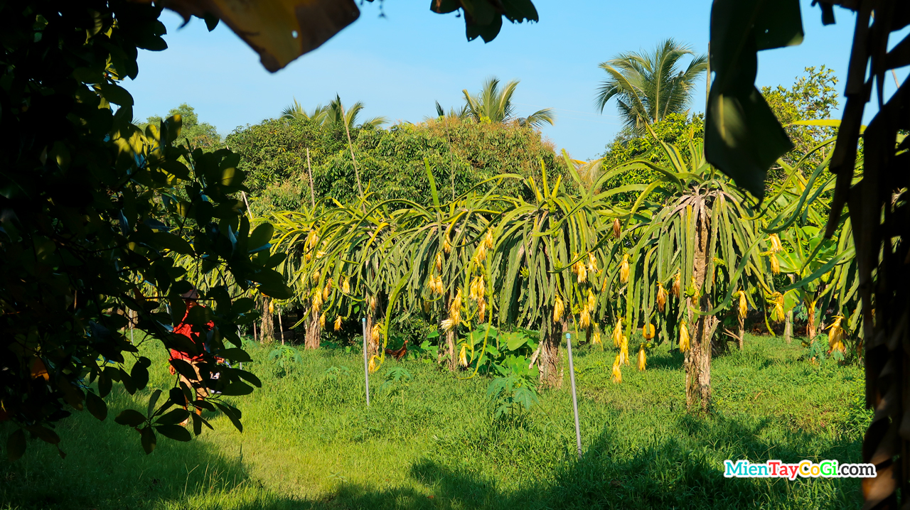 Dragon fruit orchard