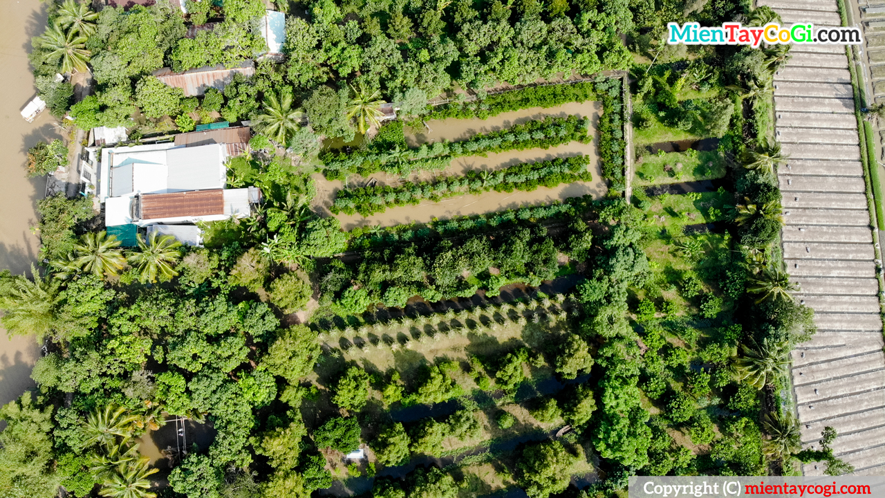 Ba Cong orchard in Can Tho viewed from above