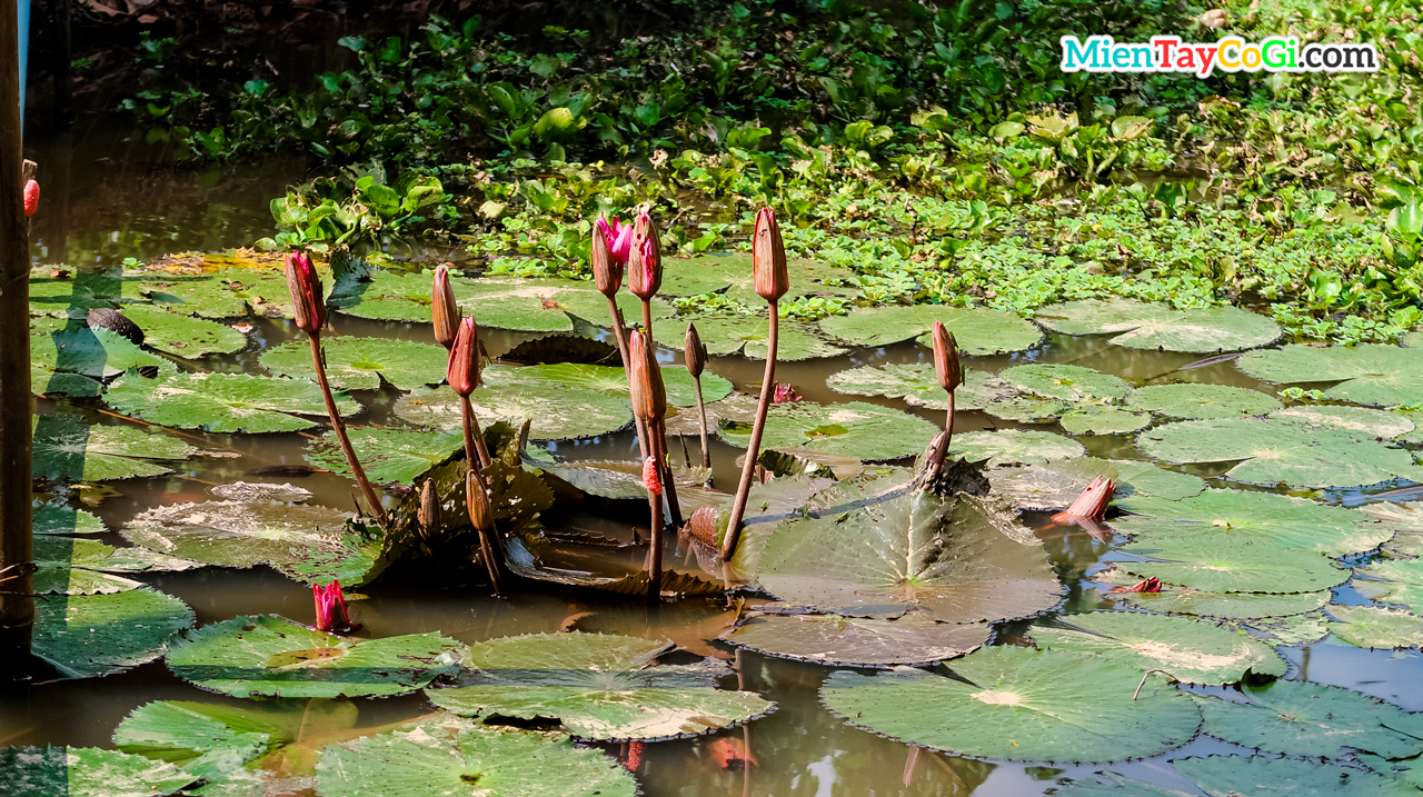 Water lily