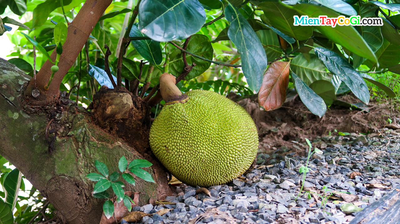 Jackfruit