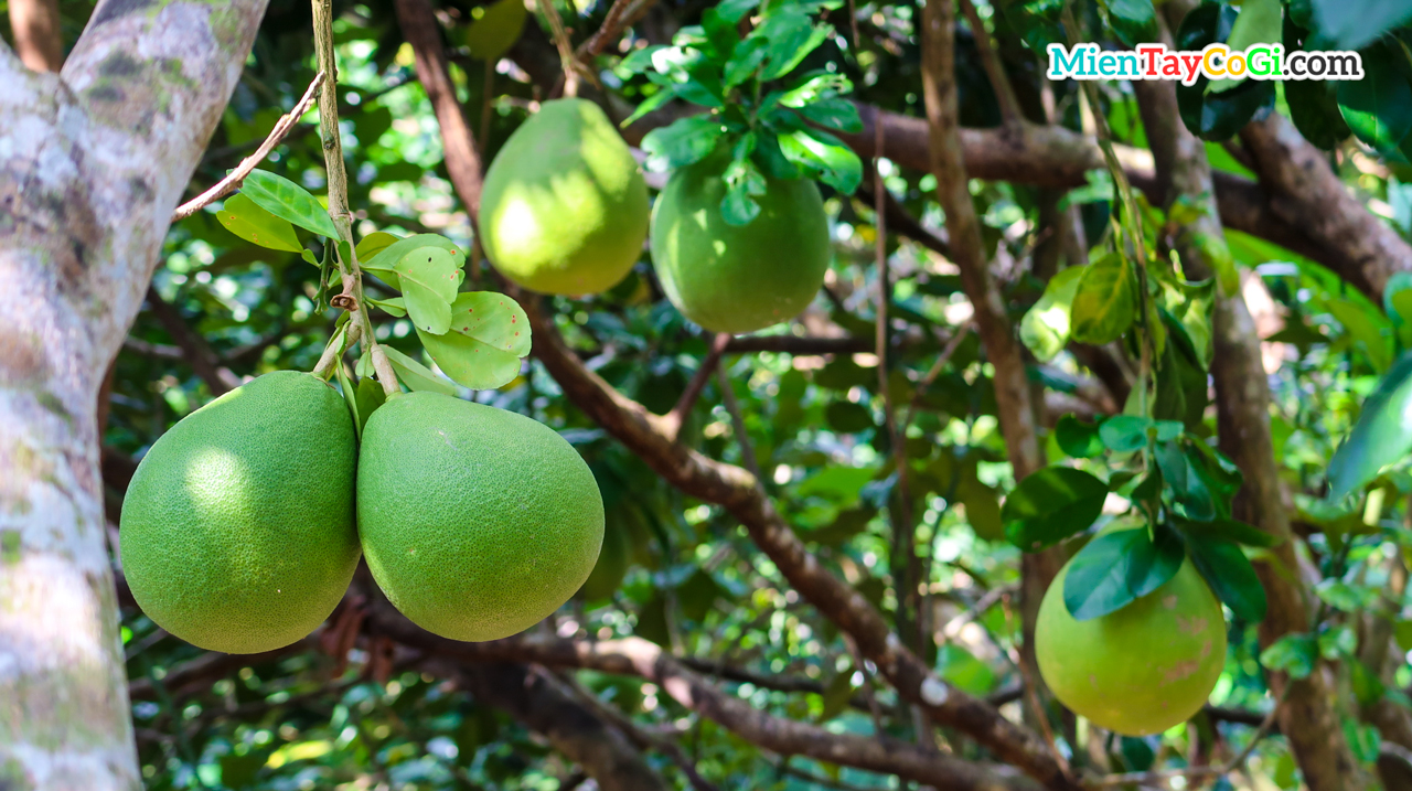 Pomelo garden in May Island tourist area