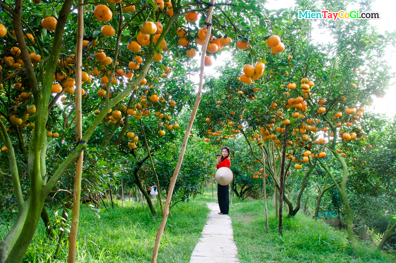 Pink tangerine garden