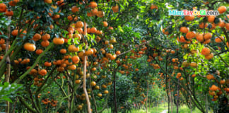 Vườn Quýt Hồng Lai Vung Đồng Tháp | Địa chỉ điểm tham quan ĐẸP Vườn quýt hồng Lai Vung