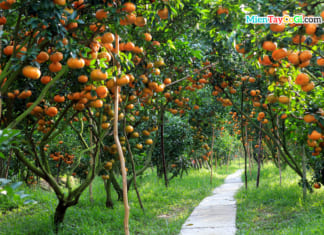 Vườn Quýt Hồng Lai Vung Đồng Tháp | Địa chỉ điểm tham quan ĐẸP Vườn quýt hồng Lai Vung