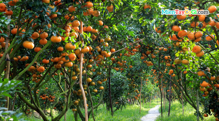 Vườn Quýt Hồng Lai Vung Đồng Tháp | Địa chỉ điểm tham quan ĐẸP Vườn quýt hồng Lai Vung