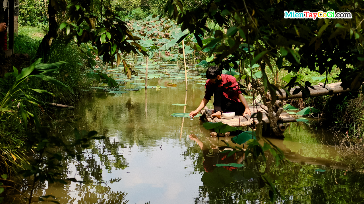 Rice feeding the fish in Son Islet