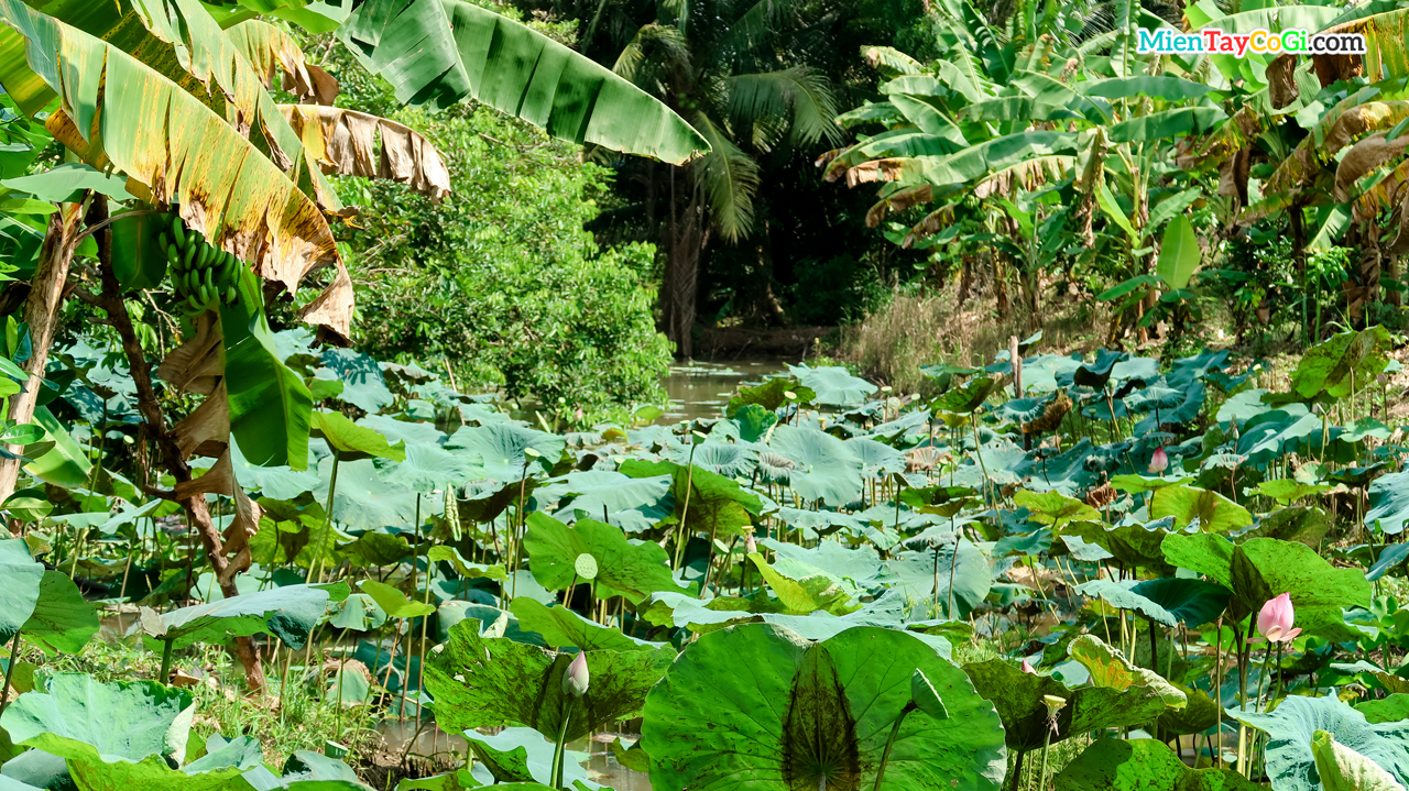 Son Islet lotus pond