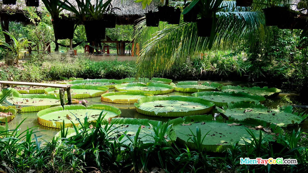 Giant lotus pond garden of Song Khanh