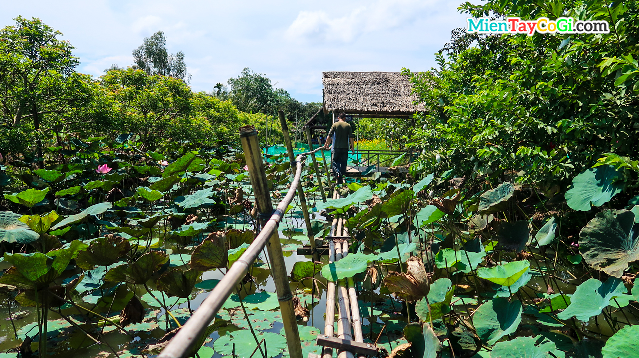 Lotus pond in flying snakehead fish in Tin Hoa Son Islet