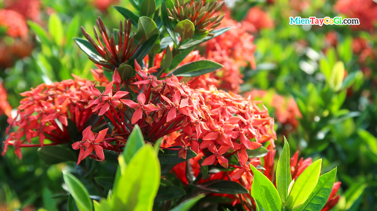 Ixora flower