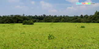 Du lịch rừng tràm Trà Sư tự túc | Ở đâu | Giá vé và chi phí | Cách đi A-Z Bèo tai tượng phủ đầy mặt nước