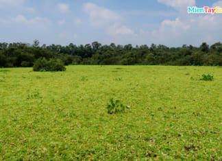 Du lịch rừng tràm Trà Sư tự túc | Ở đâu | Giá vé và chi phí | Cách đi A-Z Bèo tai tượng phủ đầy mặt nước