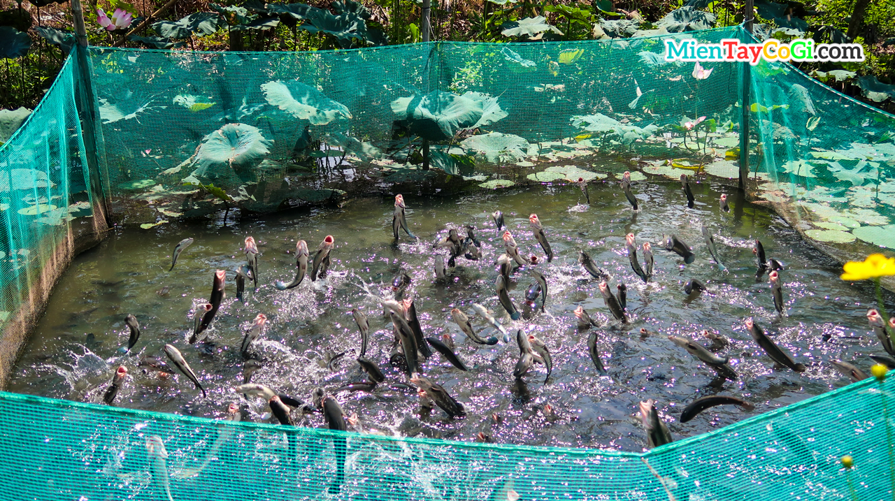 Flying snakehead fish in Tin Hoa’s garden Son Islet