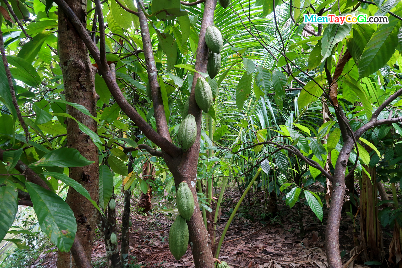 Cocoa trees are full of fruit on the trunk