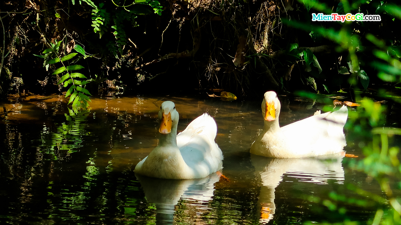 Pair of ducks swimming