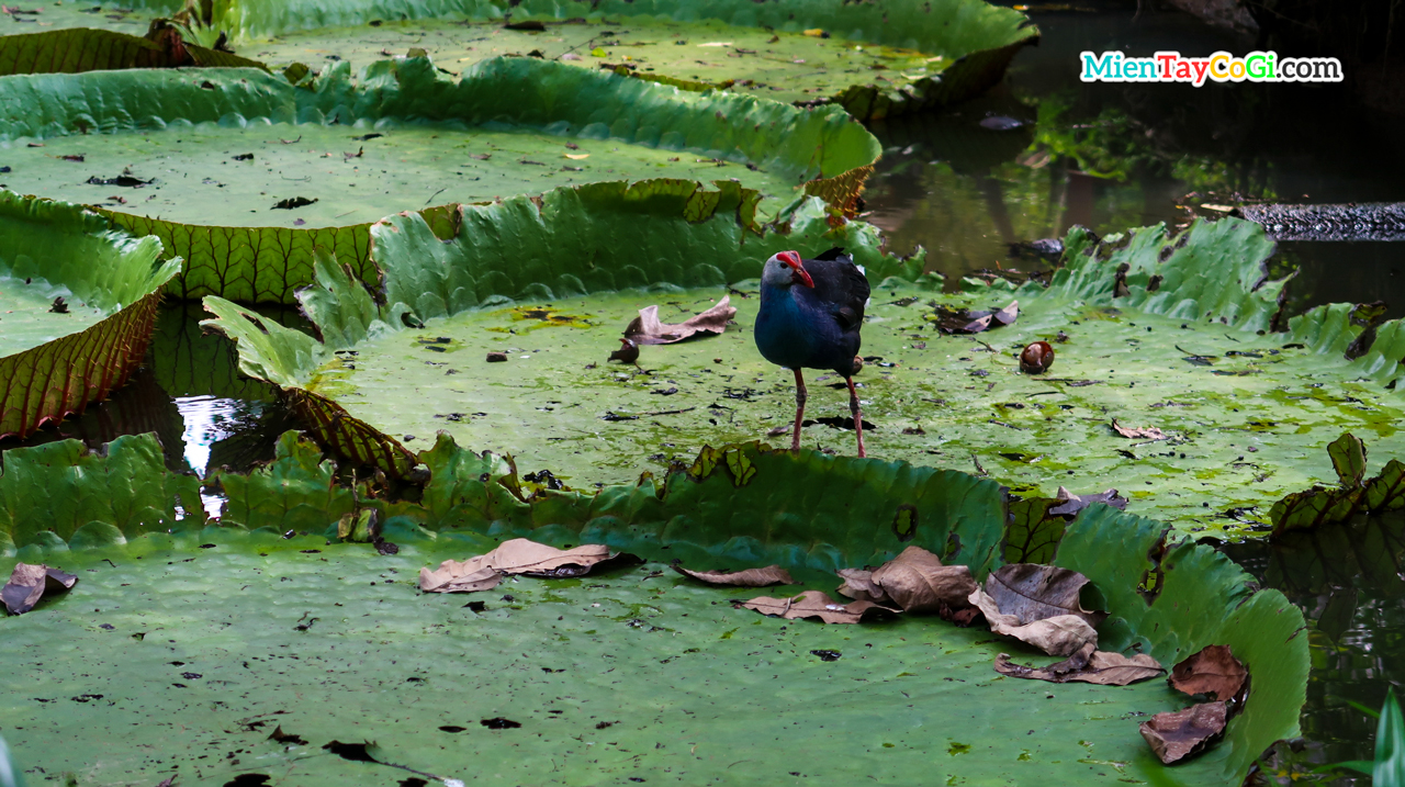 Cormorant Bird In Son Islet