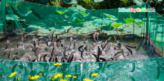 Du lịch Cồn Sơn Cần Thơ | Review A-Z và kinh nghiệm đi tự túc Cá lóc bay Cồn Sơn