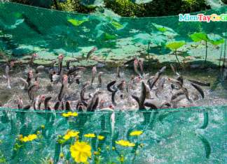 Du lịch Cồn Sơn Cần Thơ | Review A-Z và kinh nghiệm đi tự túc Cá lóc bay Cồn Sơn