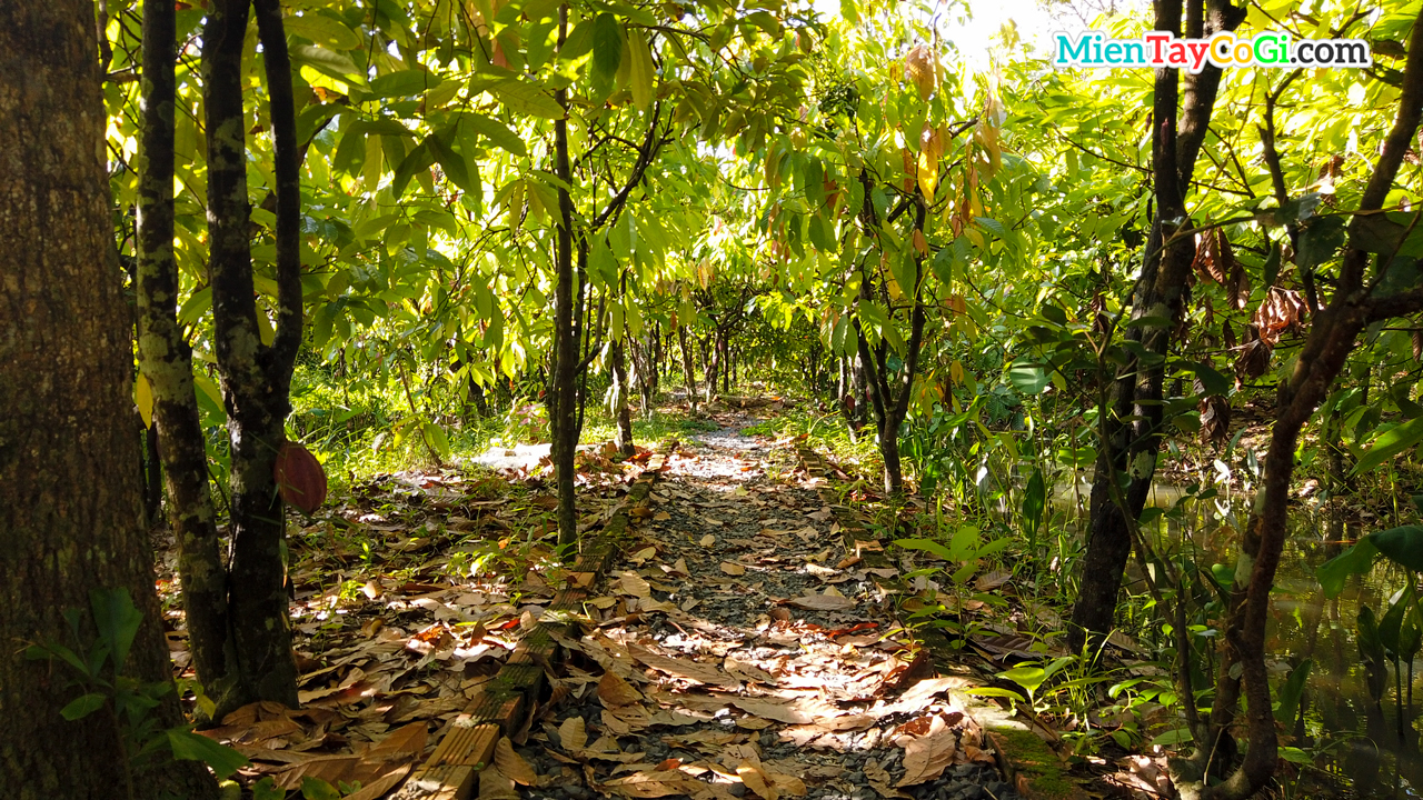 Cocoa rows covered with shade on both sides