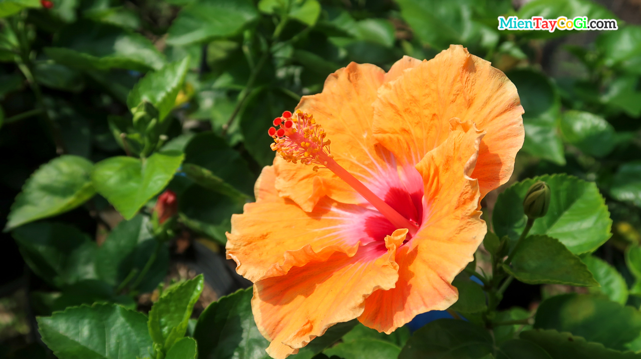 Hibiscus Flowers