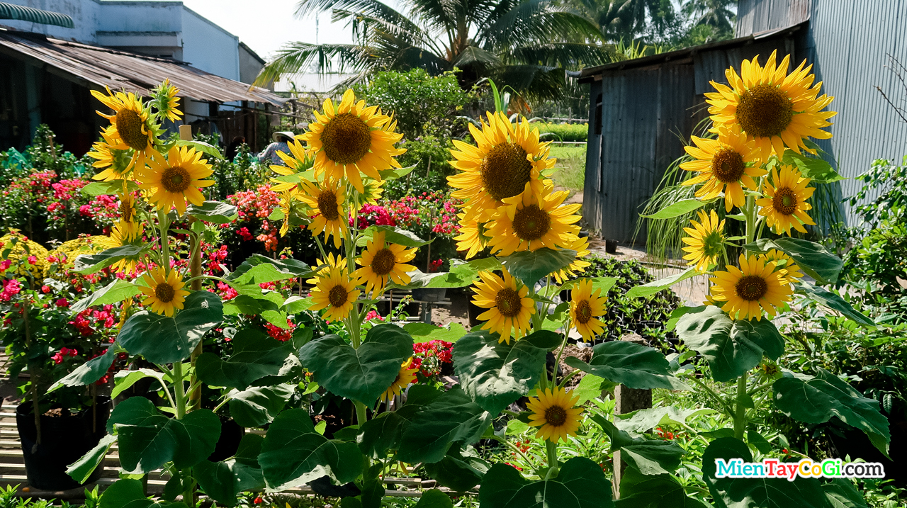 Sun Flower