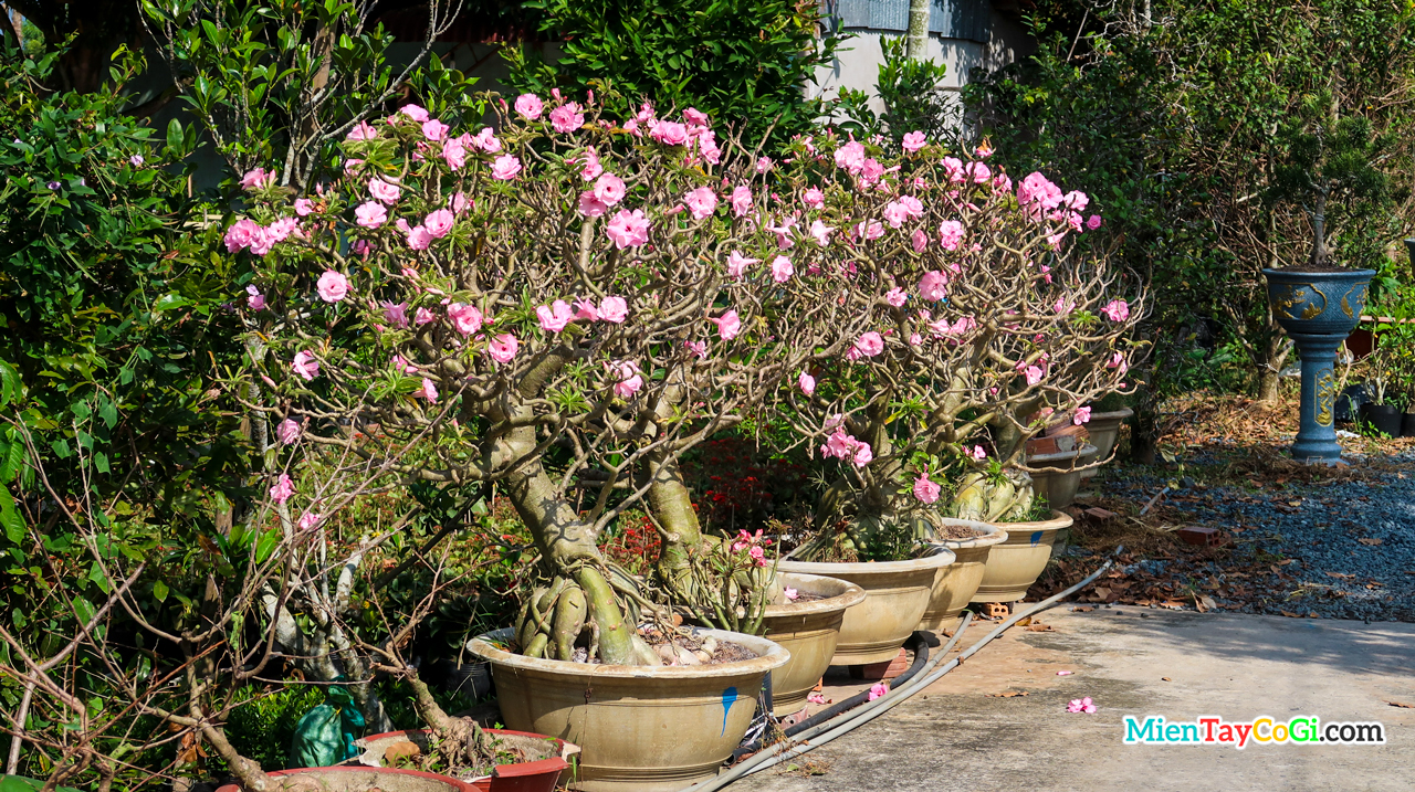 Potted roses