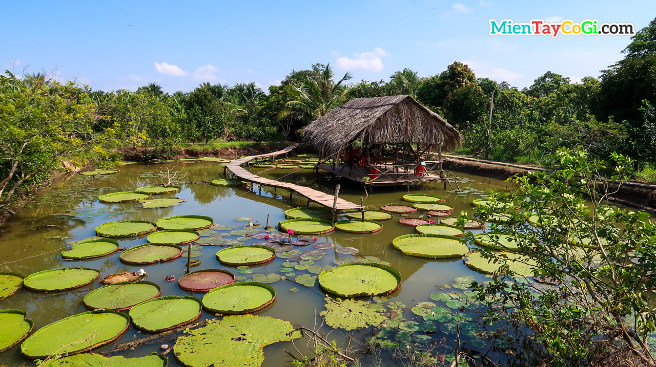 Khung cảnh miệt vườn thơ mộng ở Cồn Sơn