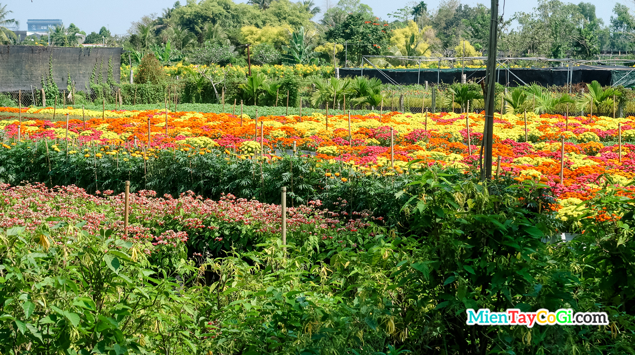 Dong Thap flower village