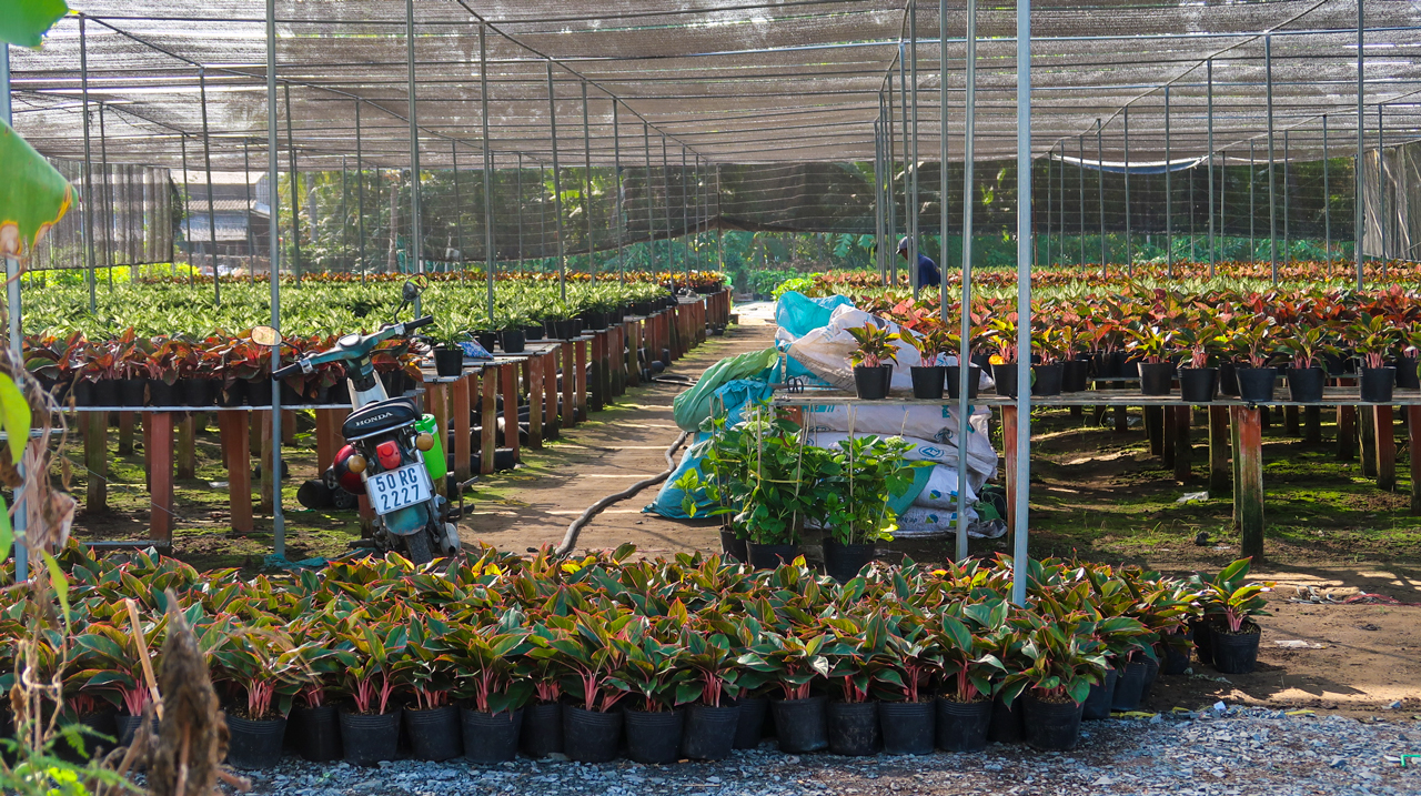 An ornamental garden plant in Sa Dec flower village