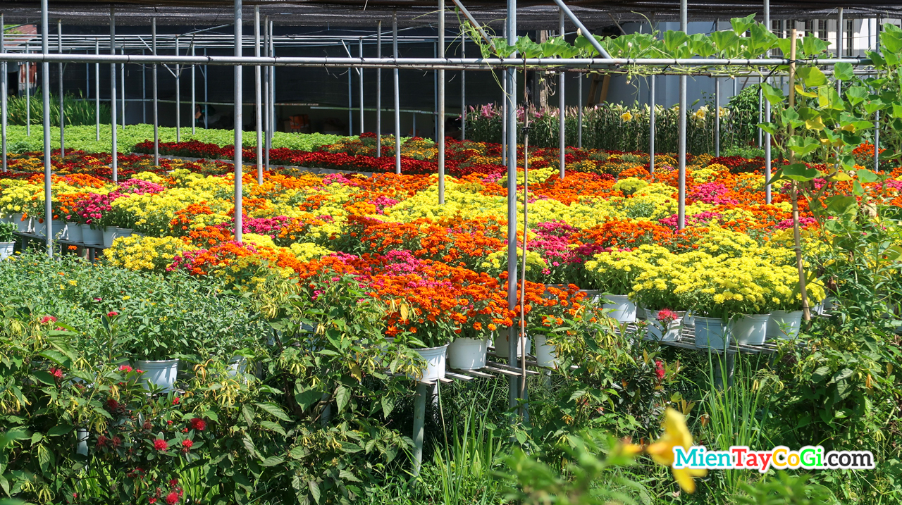 Beautiful flower garden in Dong Thap