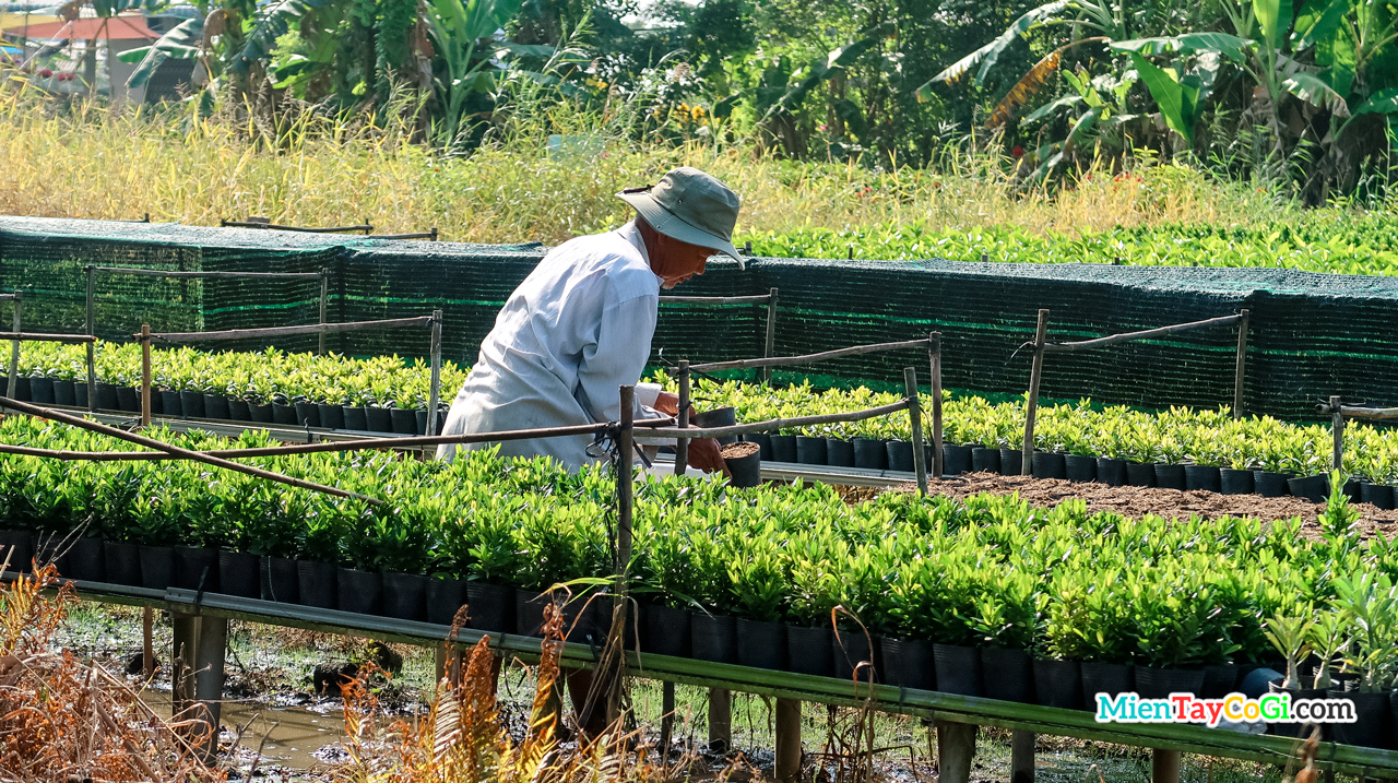 Nông dân chăm sóc những chậu Trang kiểng