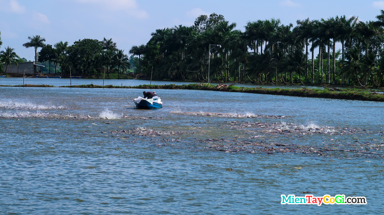 Người dân Cồn Sươn cho cá ăn thức ăn trong vuông