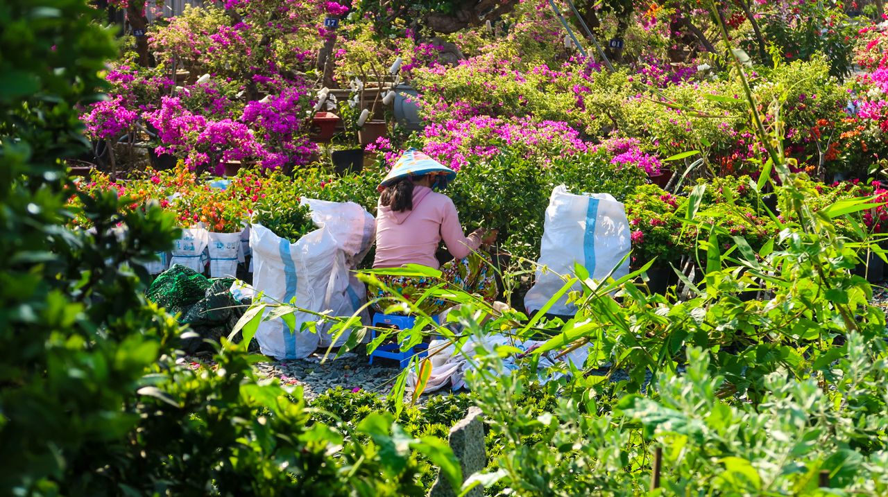 Người dân sắp xếp hoa giấy