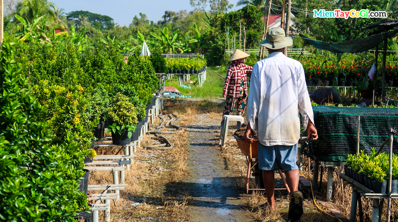 People grow flowers to sell on Tet holiday