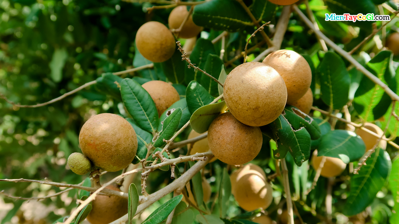 Logan fruit