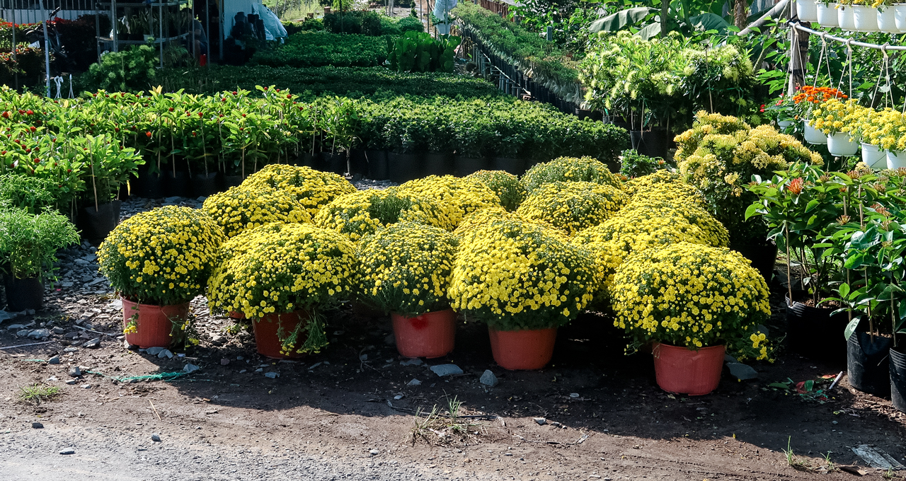 Pots of raspberry chrysanthemum for sale in Sa Dec flower village