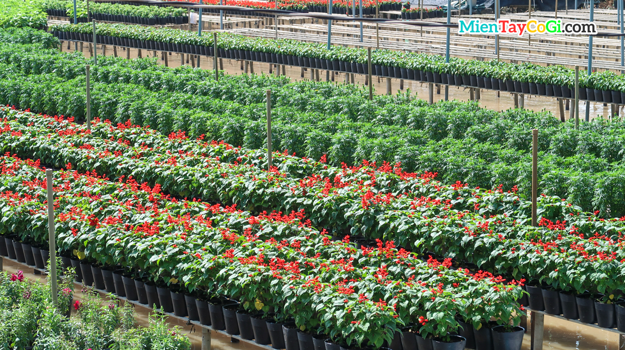 Flower pots are grown at a distance from the surface of the water