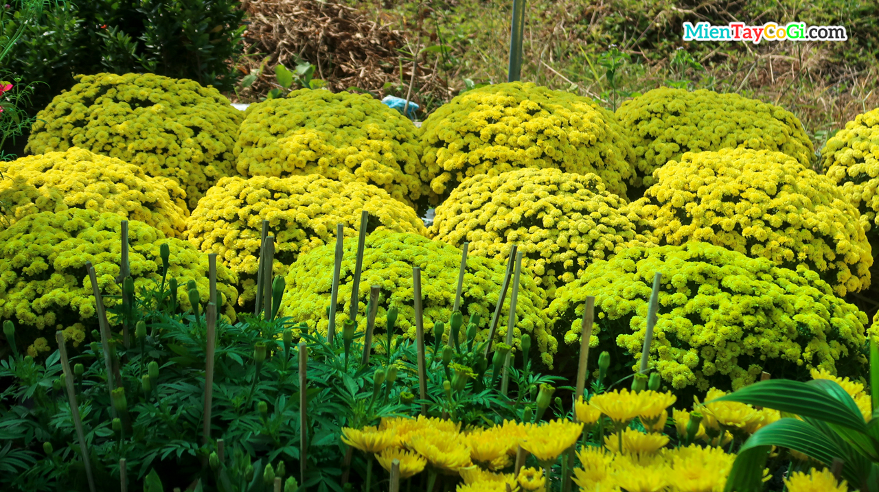 Chrysanthemum pots for sale