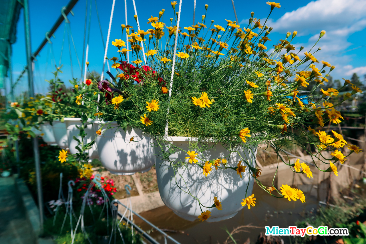 Beautiful pots of daisies