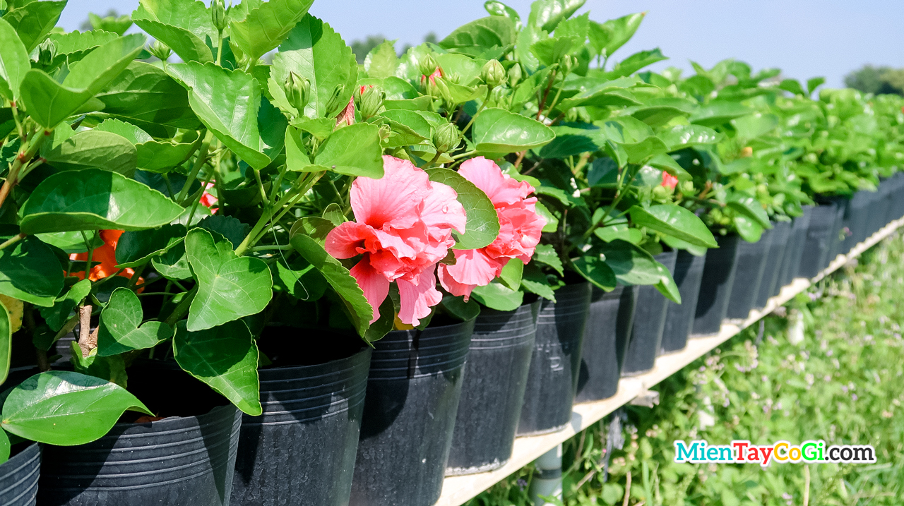 Hibiscus flower pots