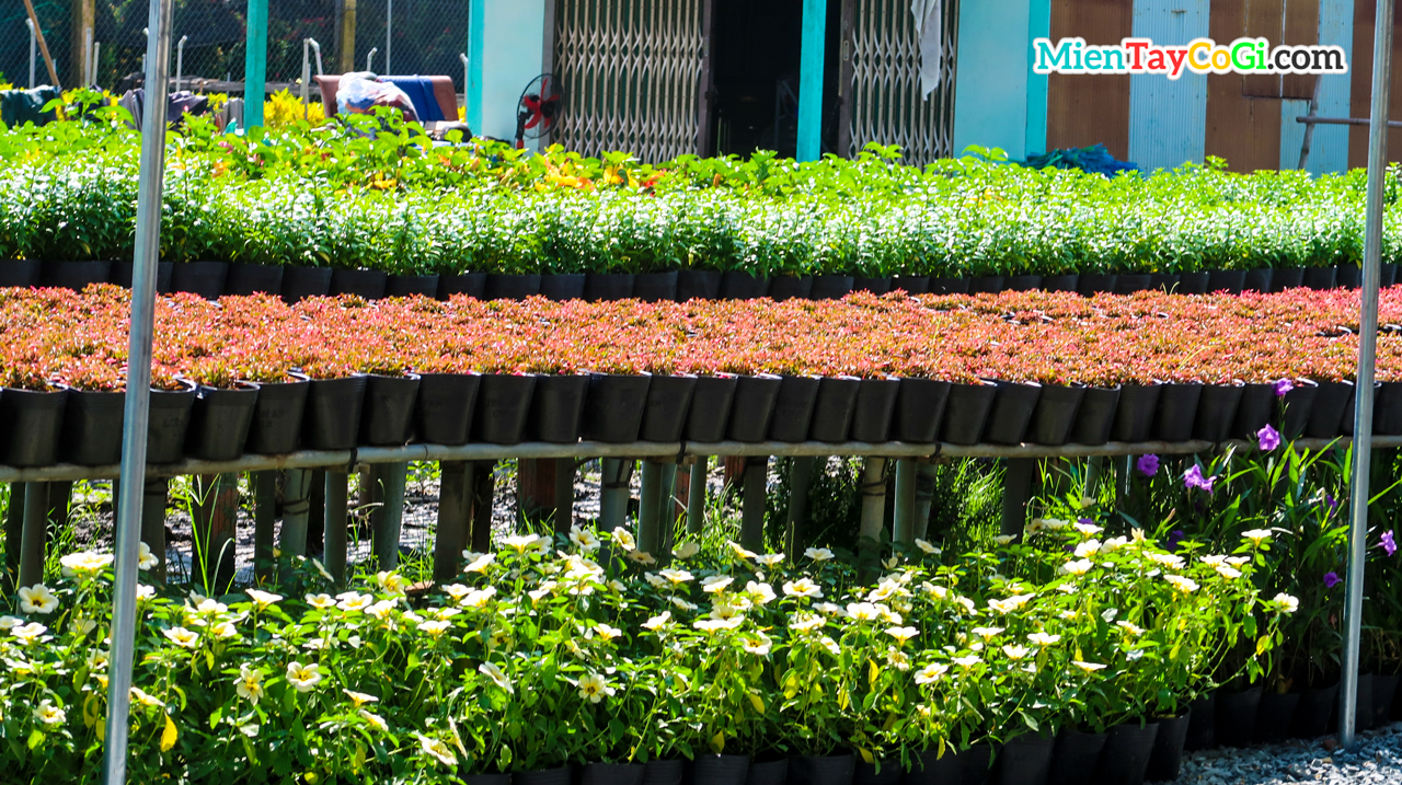 Many ornamental pots are sold everywhere in Sa Dec Dong Thap flower village