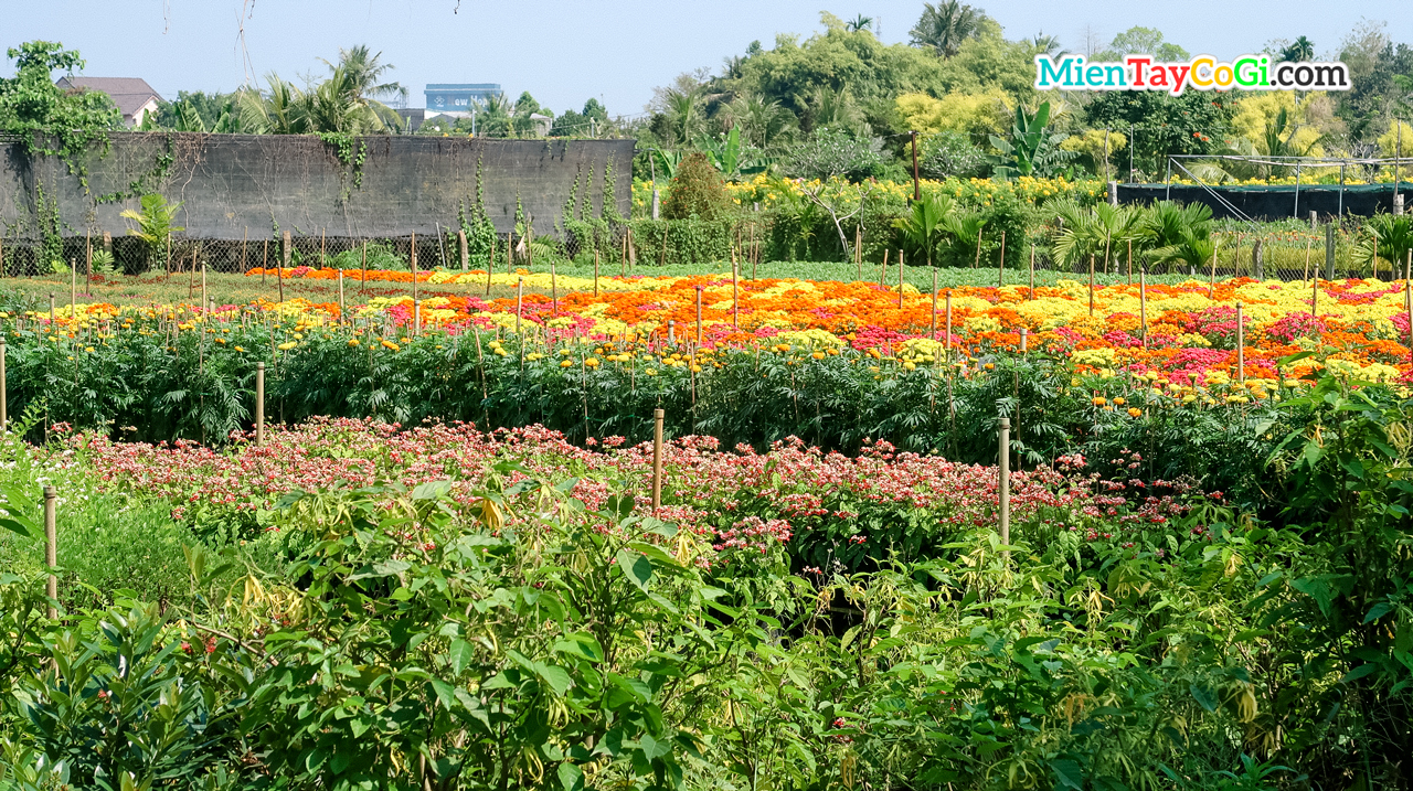 Rực rỡ sắc màu ở làng hoa Tân Quy Đông Đồng Tháp