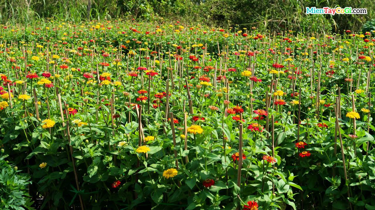 Billiant red and yellow flowers